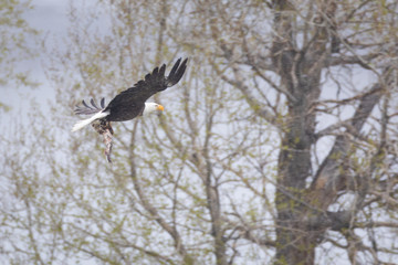 Eagle with Fish