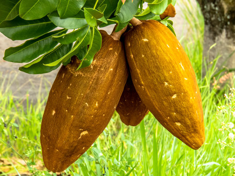 Exotic fruit Monguba (pachira aquatica) in Brazil