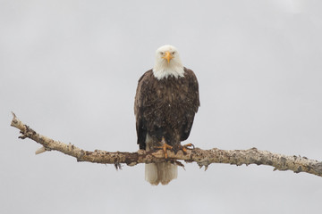 Eagle Stare
