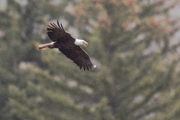 Bald Eagle in Snow