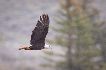 Obraz premium Eagle in Snow