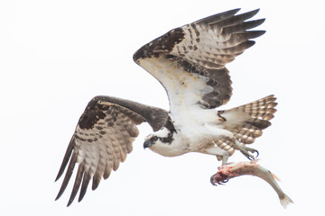 Osprey in Flight