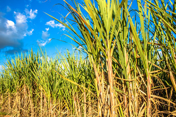 Sugar cane field and blue sky in Brazil