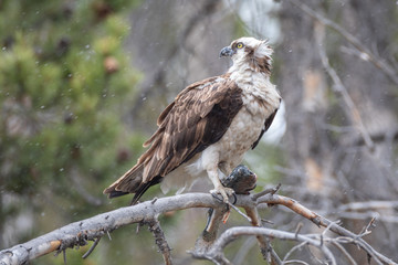 Osprey with Fish