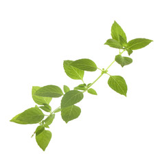 Fototapeta na wymiar branch of fresh green basil isolated on white background