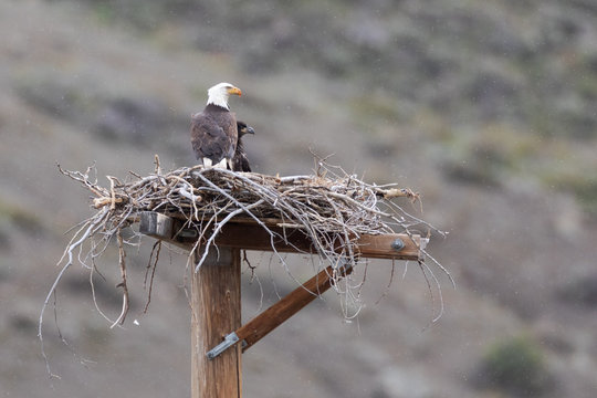 Eaglet in Nest