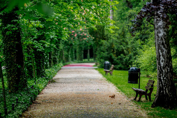 Fototapeta premium alley with blossom trees in springtime