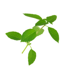 branch of fresh green basil isolated on white background