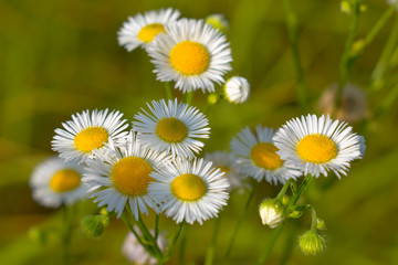 field of daisies