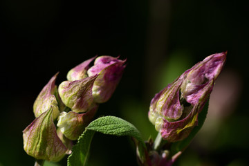 Knospe einer Salbei Blüte kurz vor dem Öffnen im Frühling