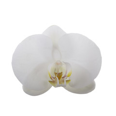Obraz na płótnie Canvas flower of white orchid isolated on white background
