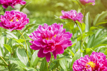pink peonies flowers on a sunny day