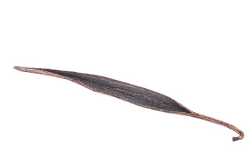single vanilla pod with seeds isolated on white background
