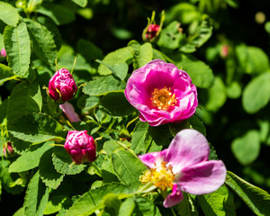 pink flowers in the garden