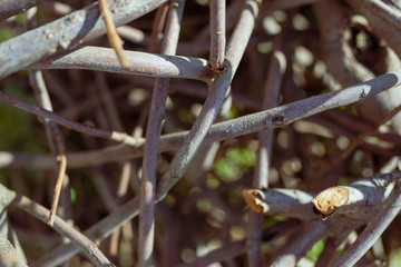 frost on leaves