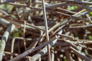 frost on the branches