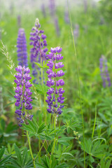 Obraz premium Beautiful purple lupine flowers on the field. Summer natural wallpaper.