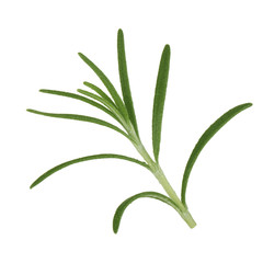 leaves of rosemary isolated on white bakcground