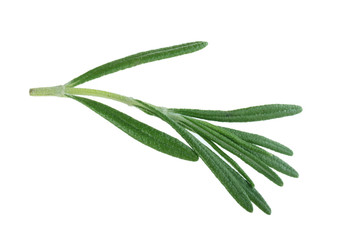 Obraz premium leaves of rosemary isolated on white bakcground