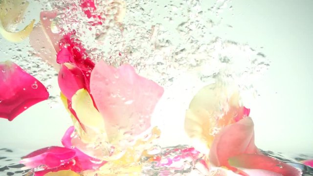 Petals of roses fall in water. Background. Slow motion.