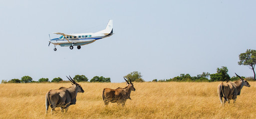 Plane with tourists is landing in the savanna on a safari, in a national park. © gudkovandrey