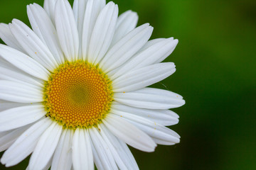 Fototapeta premium White daisy flower garden, with drops of dew on petals close-up
