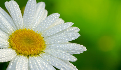White daisy flower garden, with drops of dew on petals close-up