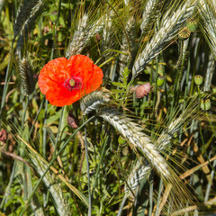 Mohnblume im Getreidefeld 3