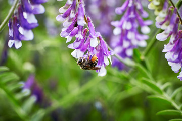 Bee flying over colorful flower field at summer day
