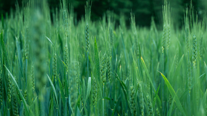 gras