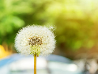 White blowball or dandelion seed head on a blurred urban background on a sunny summer day. Yellow flowers of meadows and lawns.