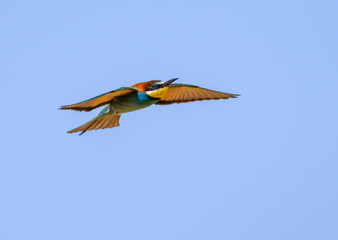 European Bee-Eater in Fligth on Blue Sky