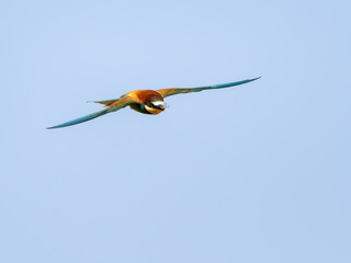 European Bee-Eater in Fligth on Blue Sky