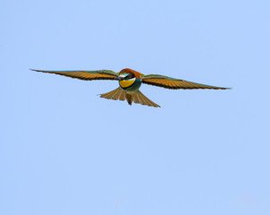 European Bee-Eater in Fligth on Blue Sky