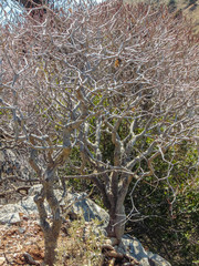 Mediterranean coastal tree