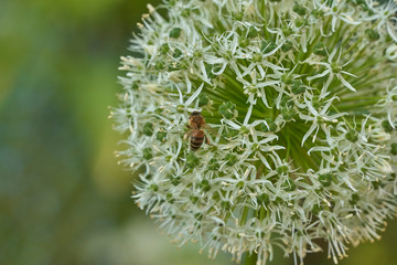 Pszczółka w pracy