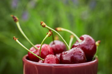 fresh Strawberry in a bowl