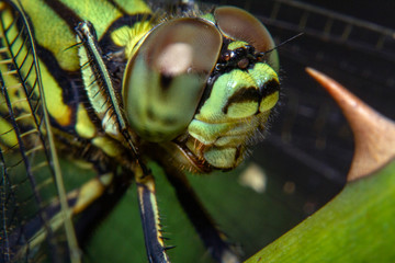A Dragonfly resting on the plant branches in a close-up picture © whitepointer