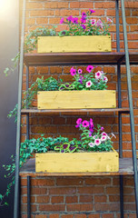  Pink petunia flowers in yellow wooden boxes on red brick wall background