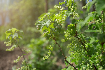 .Blooming currants. Currant bush with green leaves and small delicate flowers. Spring season.