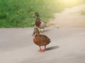 .Ducks are on the asphalt in the park close-up. The duck goes on asphalt. real ducks