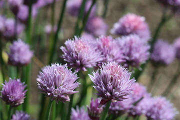Chives I 
