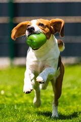 Beagle dog running with a toy in garden, towards the camera