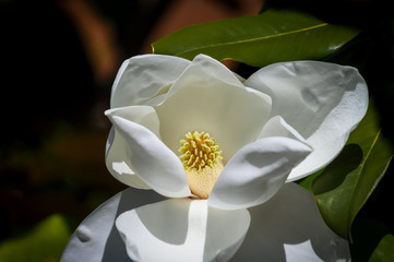 white magnolia flower closeup against a dark blurred background © Kort Feyerabend