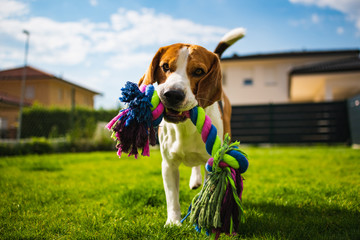 Beagle dog runs in garden towards the camera with colorful toy.