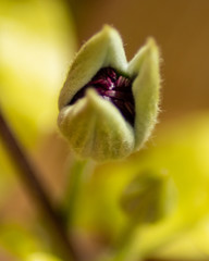 close up flower bud