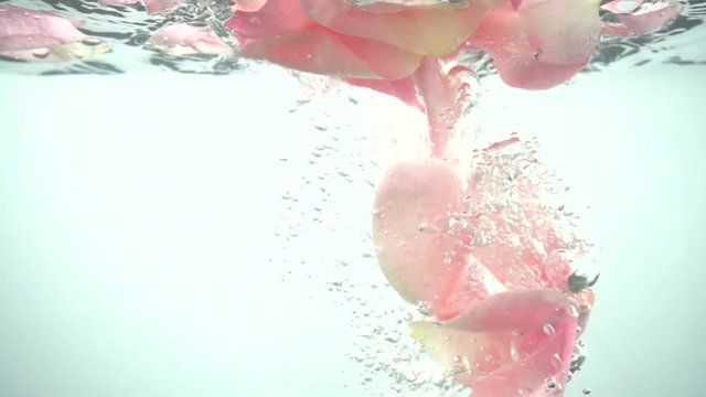 Petals of roses fall in water. Background. Slow motion.
