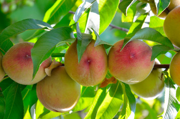 Ripe peaches on a tree among the leaves. Harvest in the orchard.