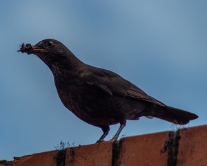 feeding blackbird