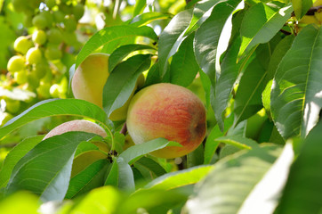 Ripe peaches on a tree among the leaves. Harvest in the orchard.